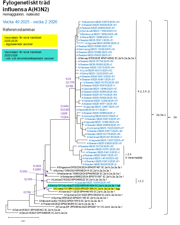 De flesta virus fr&aring;n s&auml;songen tillh&ouml;r subklad K. Se &auml;ven tabell 1.